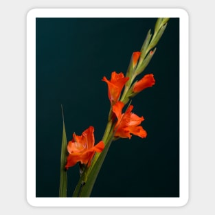 Orange Gladiolus Sticker